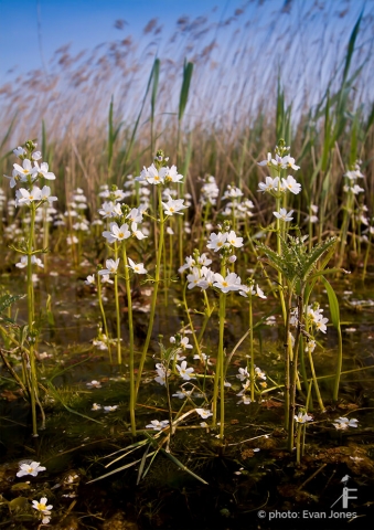 Water_Violet