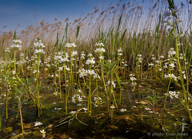 Water_Violet2