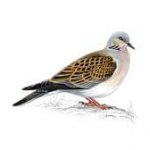 Turtle Dove