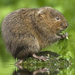 Water Vole