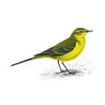 Yellow Tail