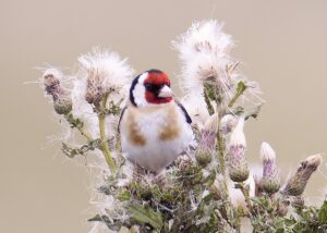 Goldfinch