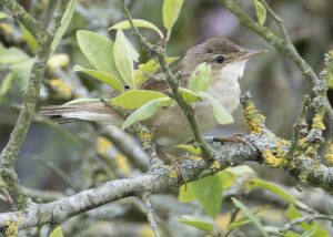 Reed Warbler