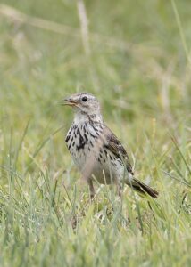 Meadow Pippit