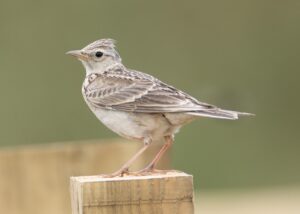 Sky Lark