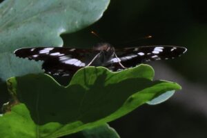White Admiral
